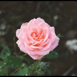 Meet your Posher, Harmoni